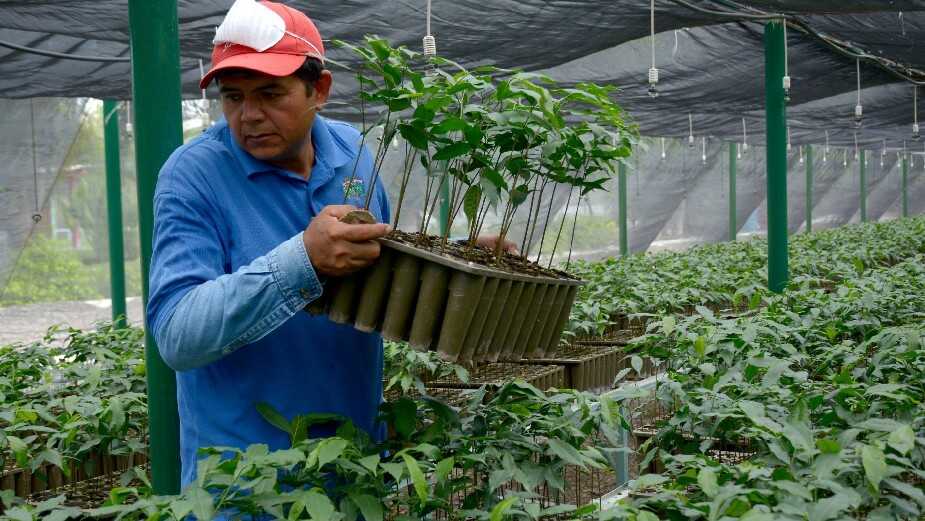  Indaga Bienestar anomalías en Sembrando Vida denunciadas por Crónica