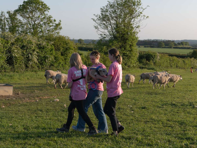  Animalistas se roban los corderos de una finca del rey Carlos III