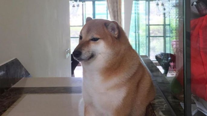  La perrita viral Cheems está enferma; “me estoy preparando para lo peor”, dice su dueña