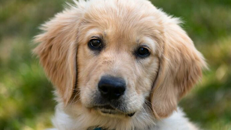  En California, dan a perrito antídoto contra sobredosis, tras posible ingestión de narcóticos