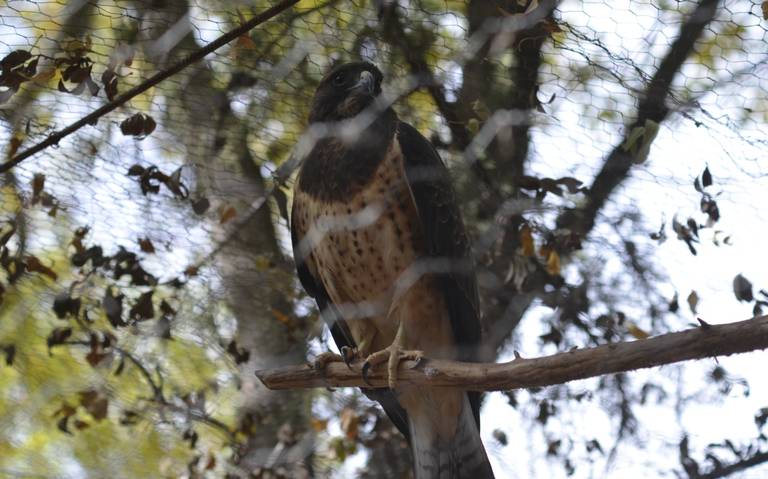 Animales silvestres maltratados en Delicias son atendidos y liberados en su hábitat: Torrecillas