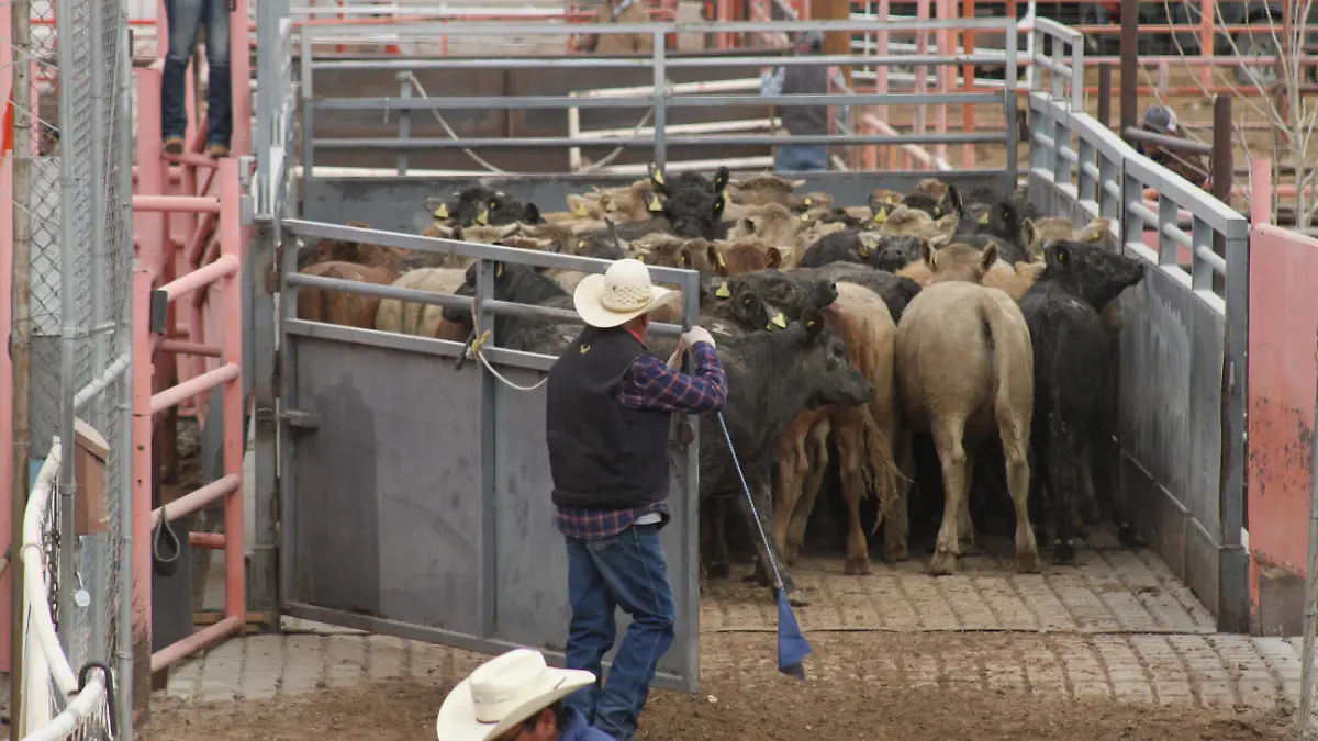  Pide E.U que ganado exportado llegue sano y sin lesiones