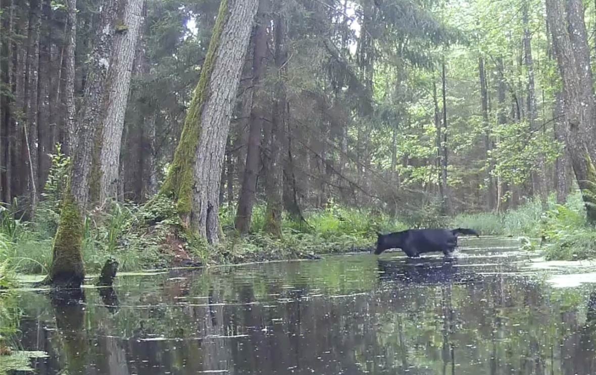  Captan pareja de lobos negros poco comunes en bosque polaco