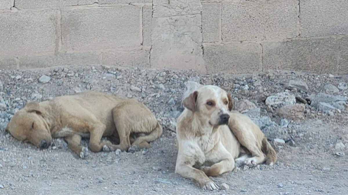  Vecinos de la colonia Galeana piden ayuda por jaurías de perros
