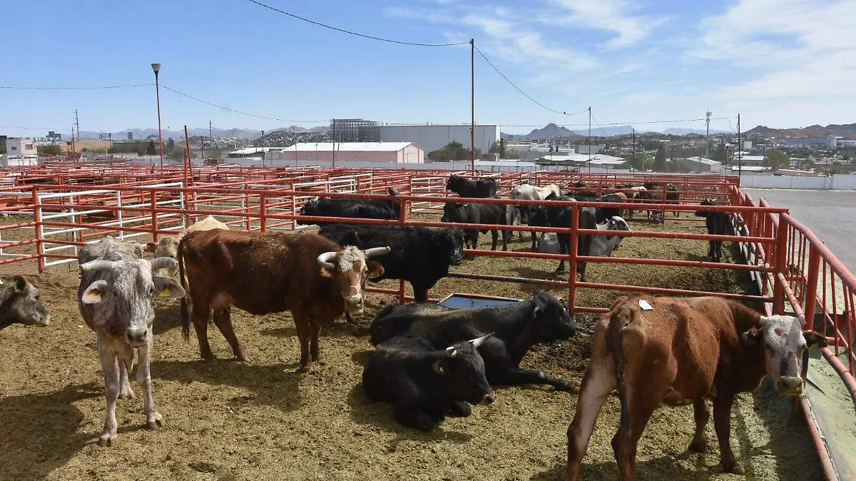  Dispersión de mosca estéril, vital para contener el Gusano Barrenador: UGRCh